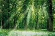 Giá cao su kỳ hạn tại Tokyo ngày 15/4 tăng cao